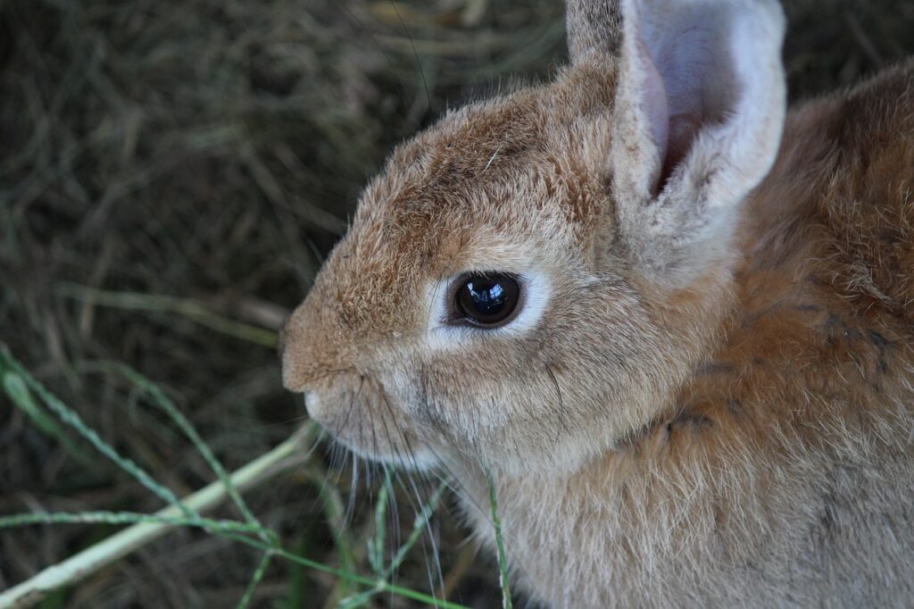 うさぎ顔が人気？！似た顔のたぬき顔との違いは…